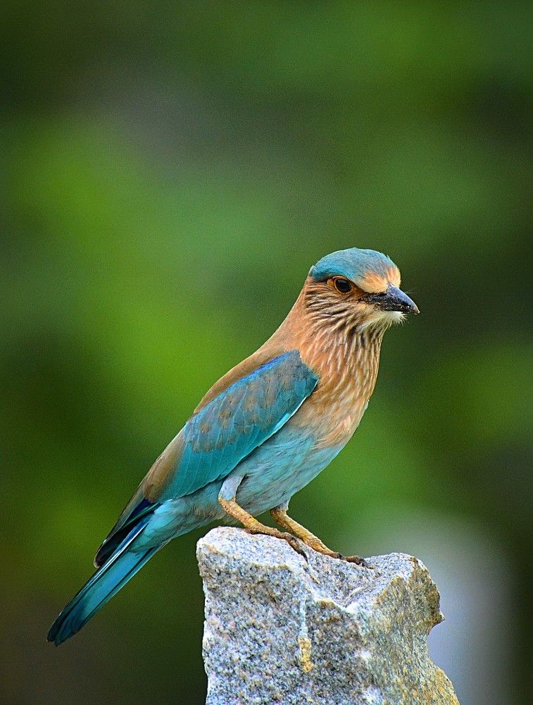 Indian roller