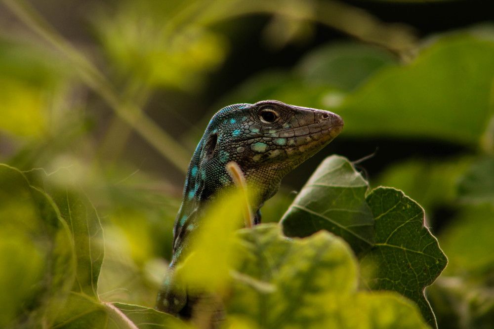 Lizard1