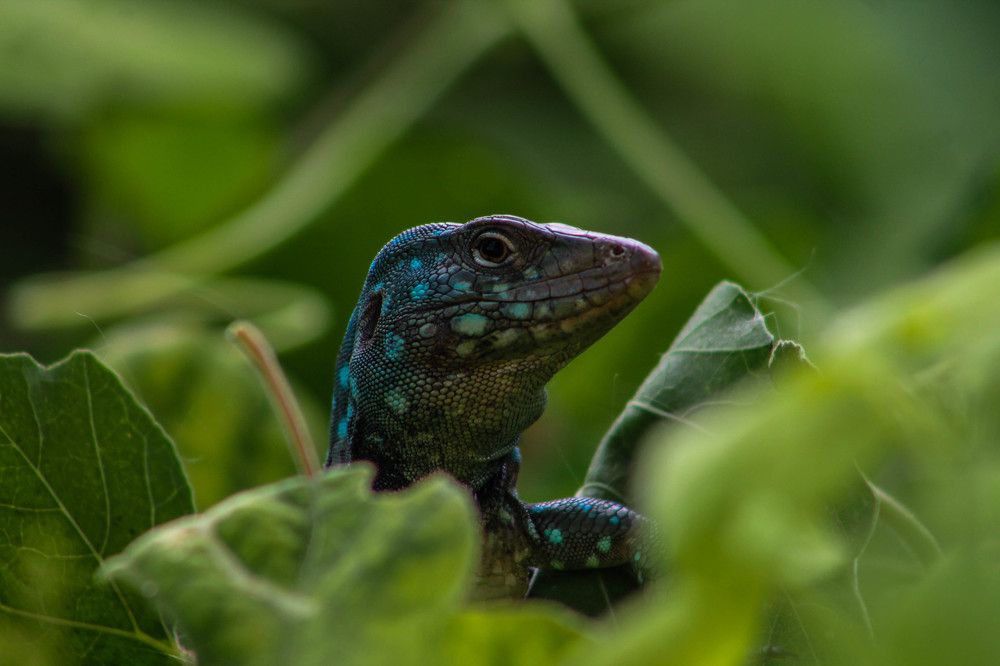 Lizard2