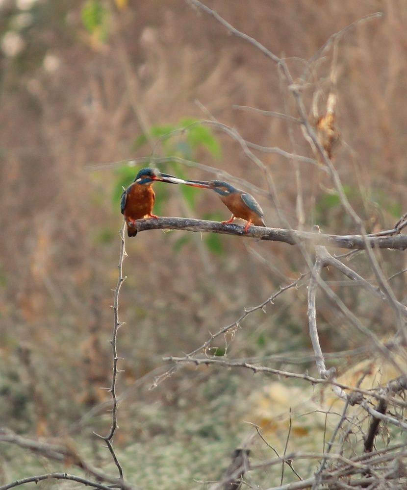 Common kingfisher fight