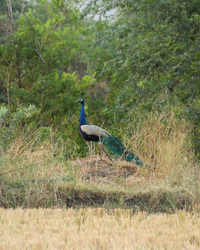Indian peacock