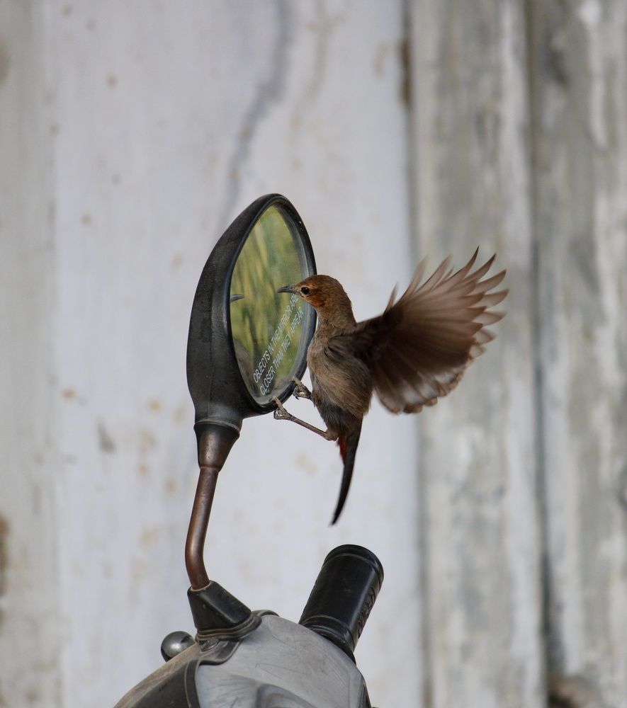 Sunbird