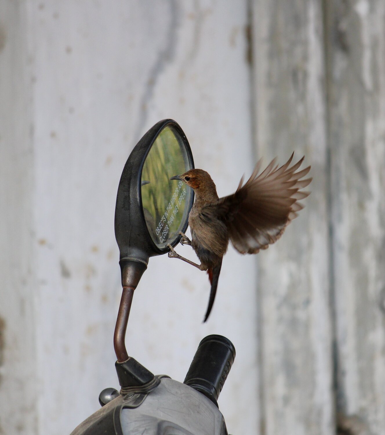 Sunbird