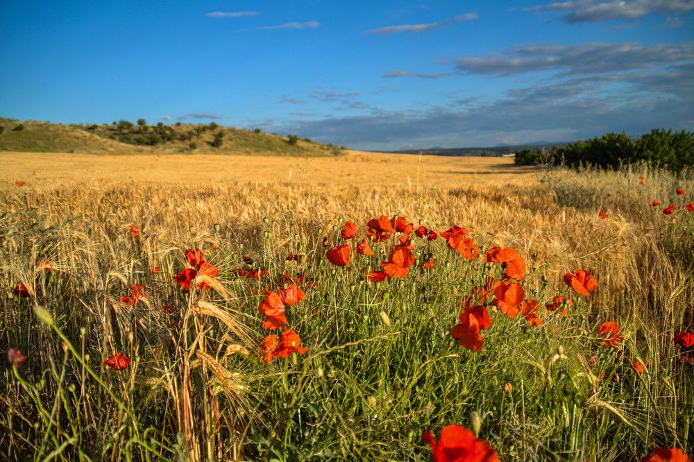 Маки Испании.
