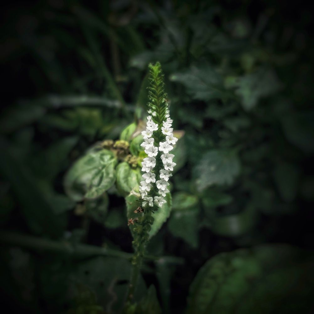 Flora