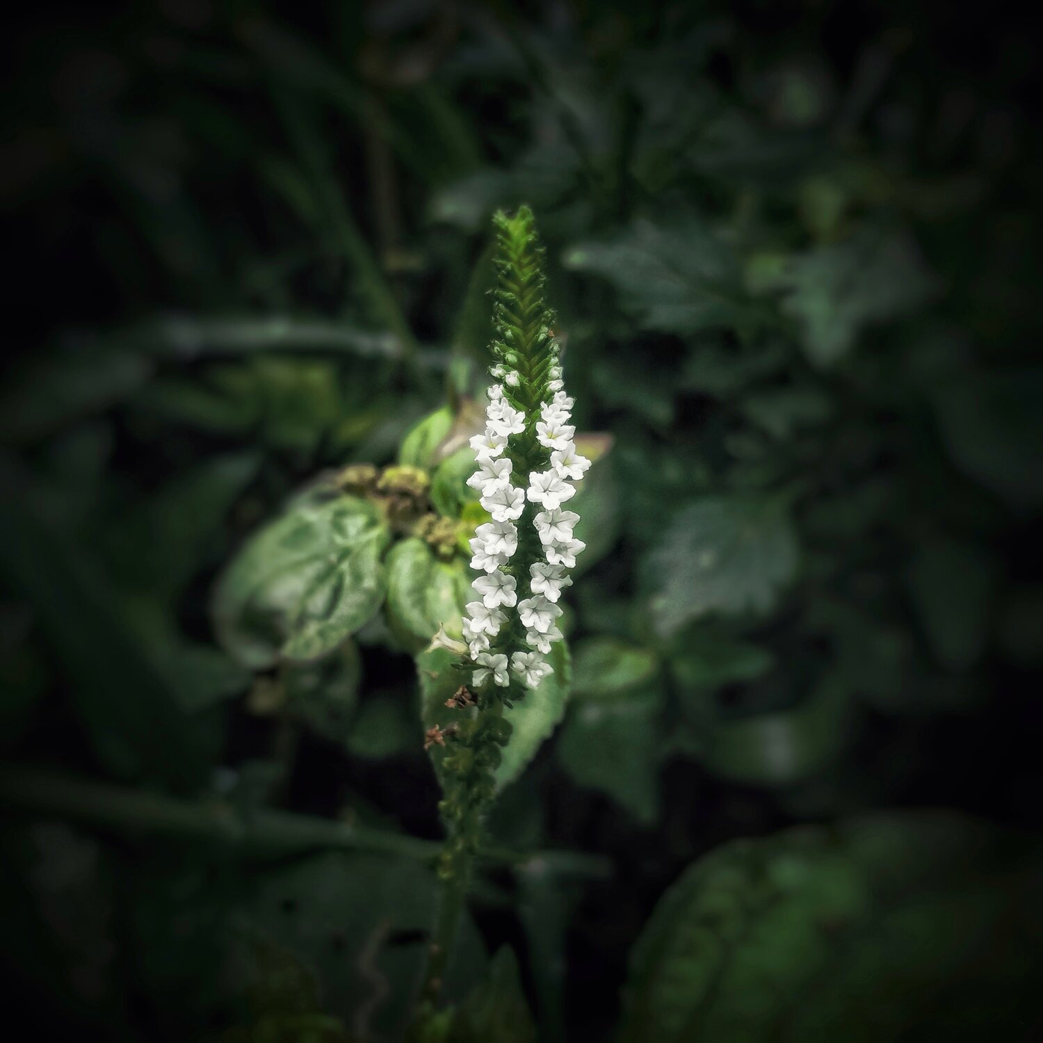 Flora