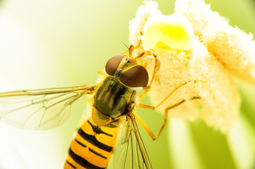 Весеннее обострение.