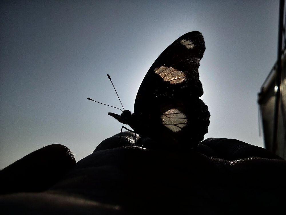 Dark Fly