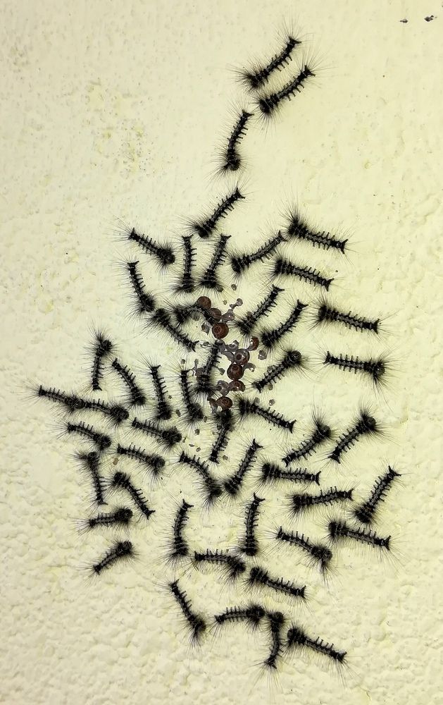 Designer Caterpillars