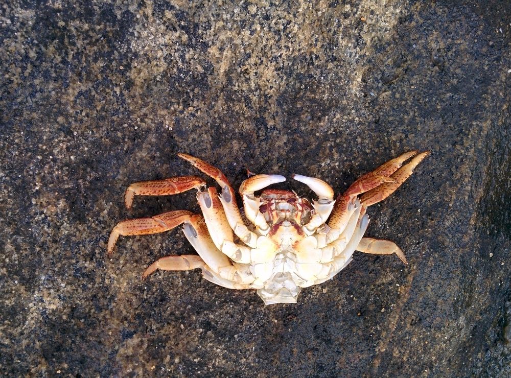 Dead Crab