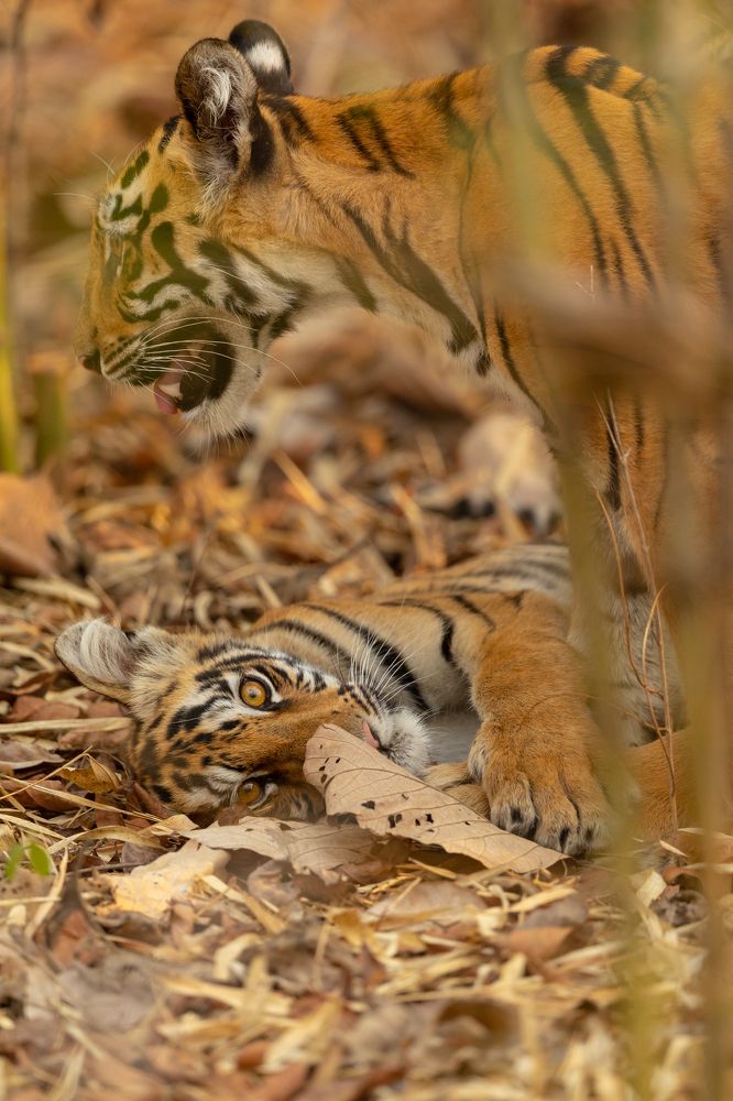 Those INNOCENT EYES!