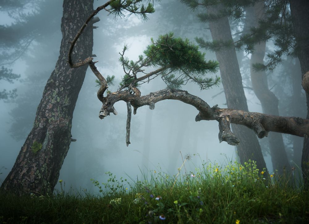 Photograph by makura