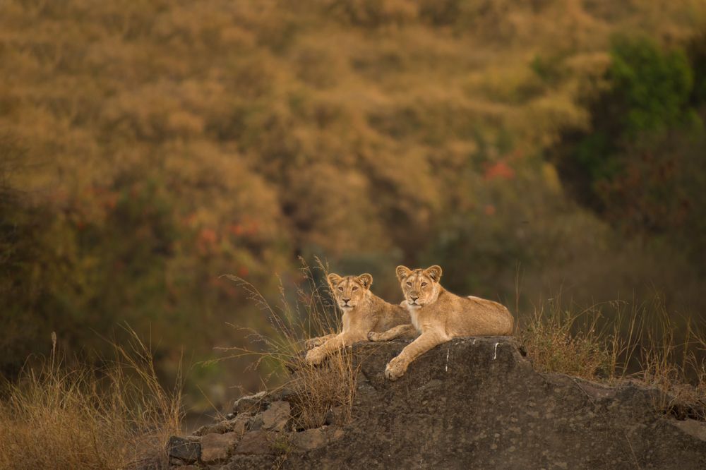 Nature & Asiatic lion Cub