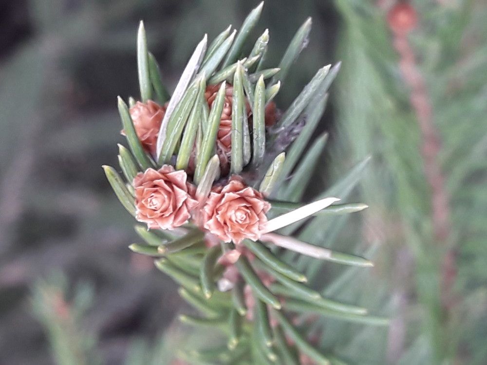 В мире все прекрасное начинается со цветка