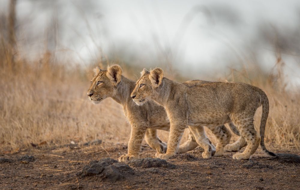 Royal Walk  Asiatic lion Cub