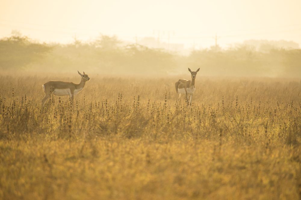 Black buck