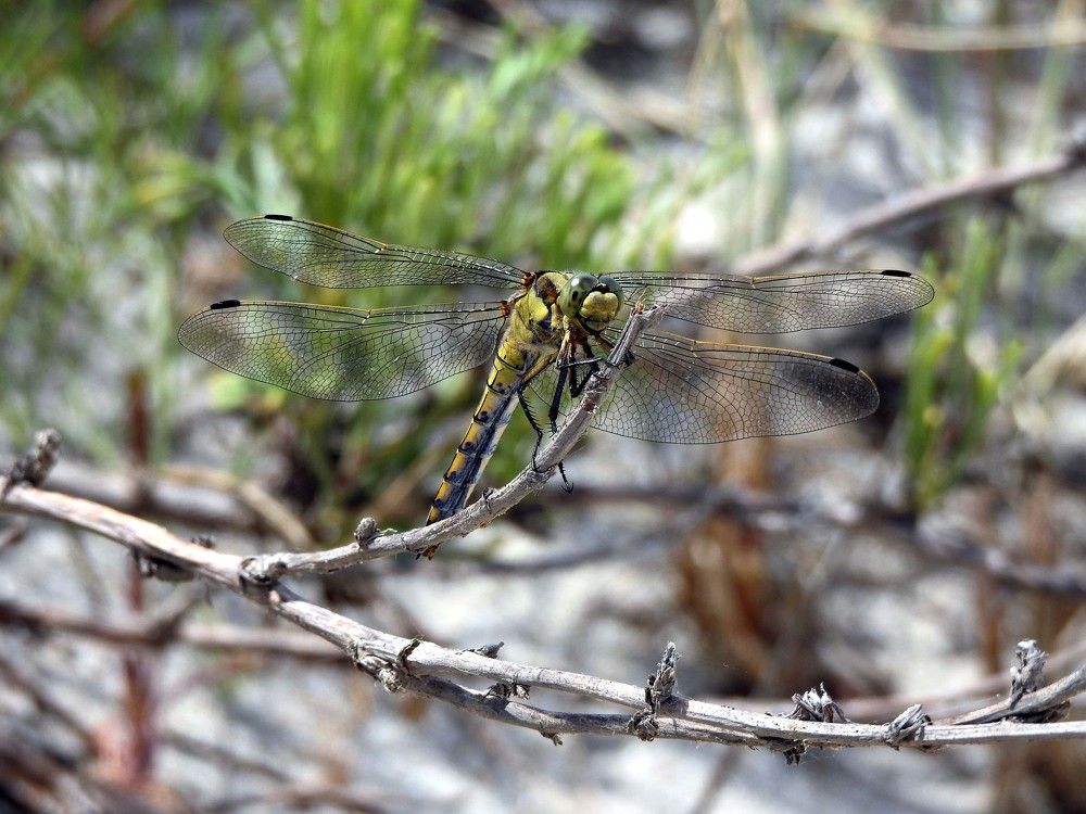 Dragon-fly