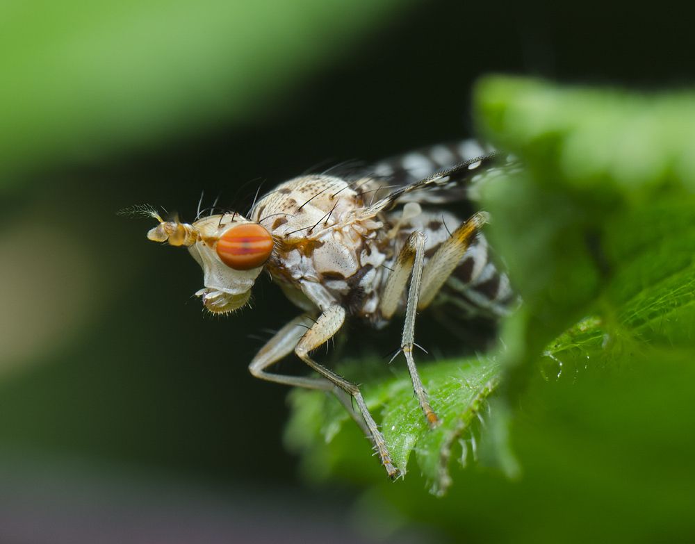 Мушка тенница