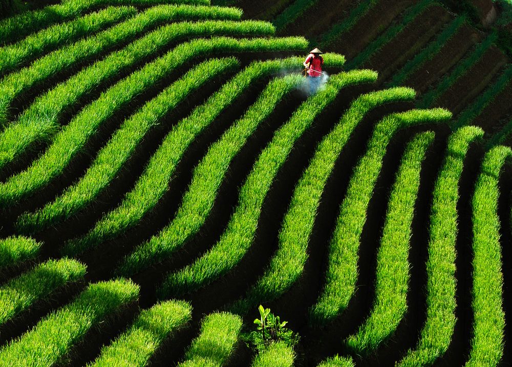 Terasering patern onion