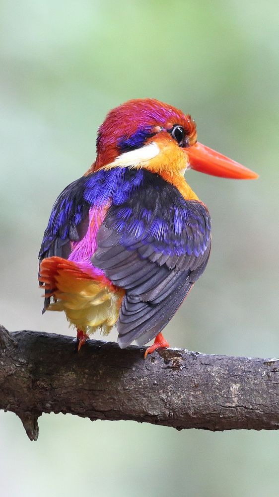 oriental dwarf kingfisher