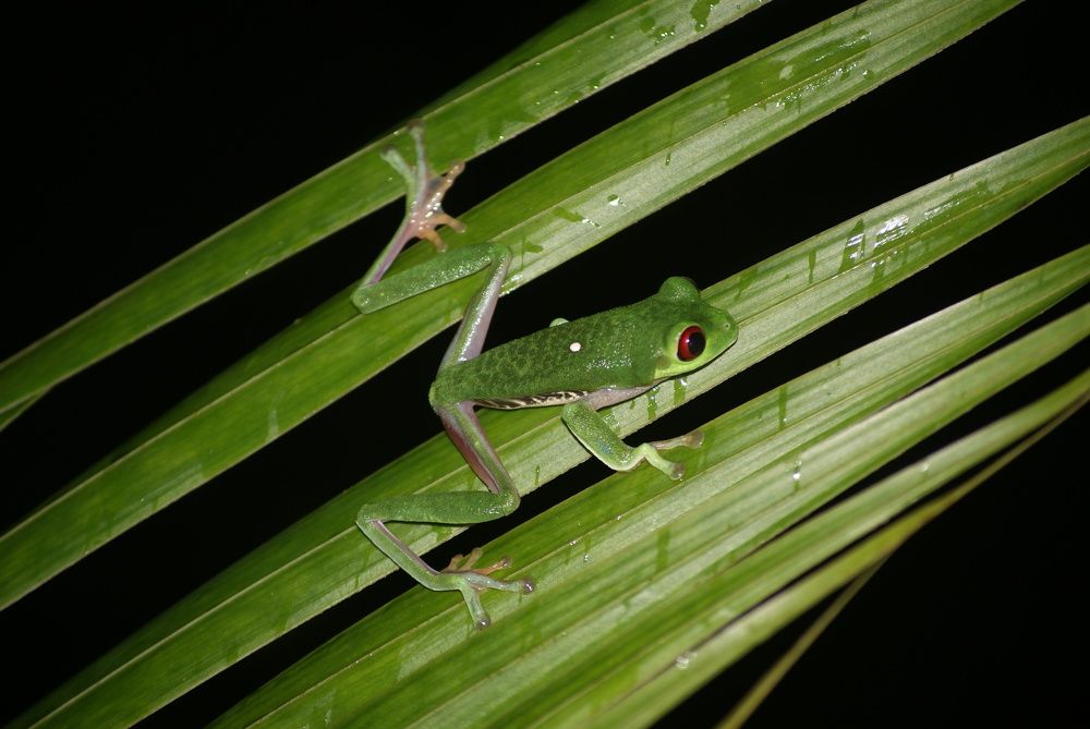 red eyes frog from Osa