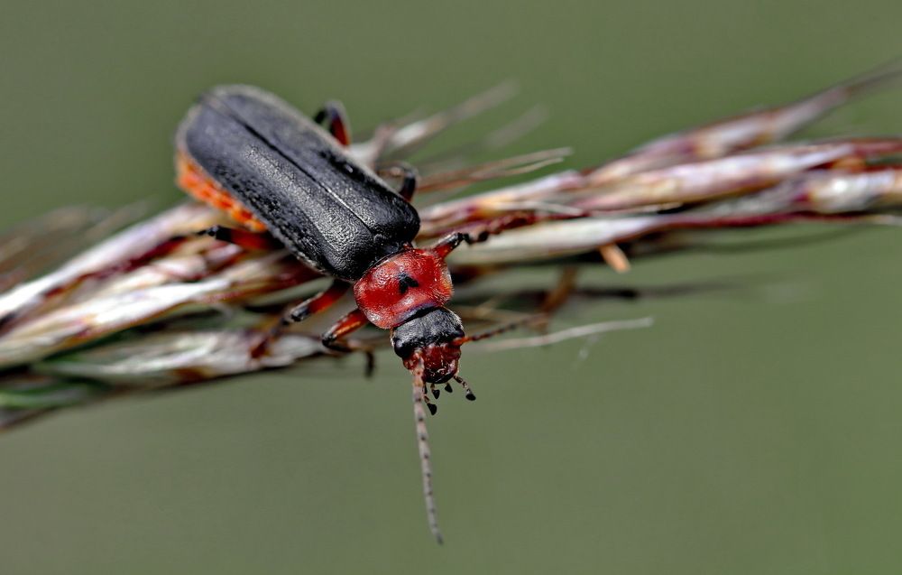 Photograph by Игорь Осипов