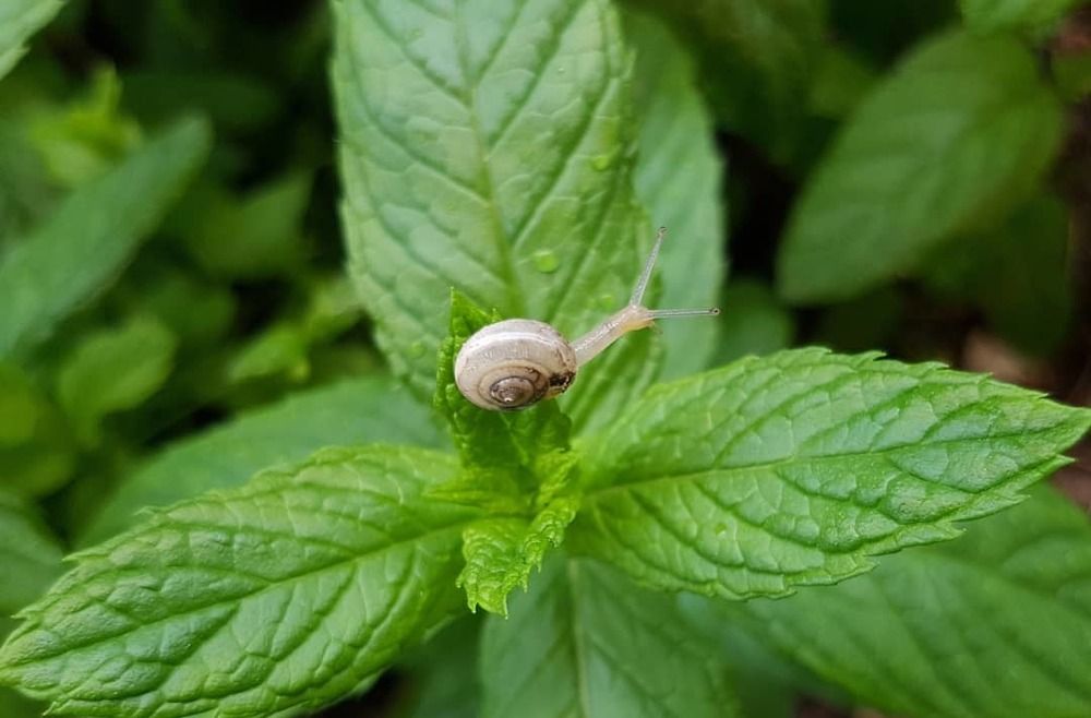 Житель сада моего