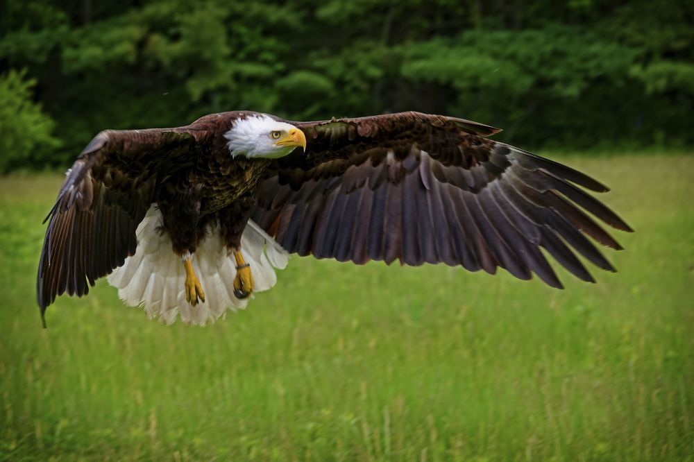 Bald eagle in action HVAC