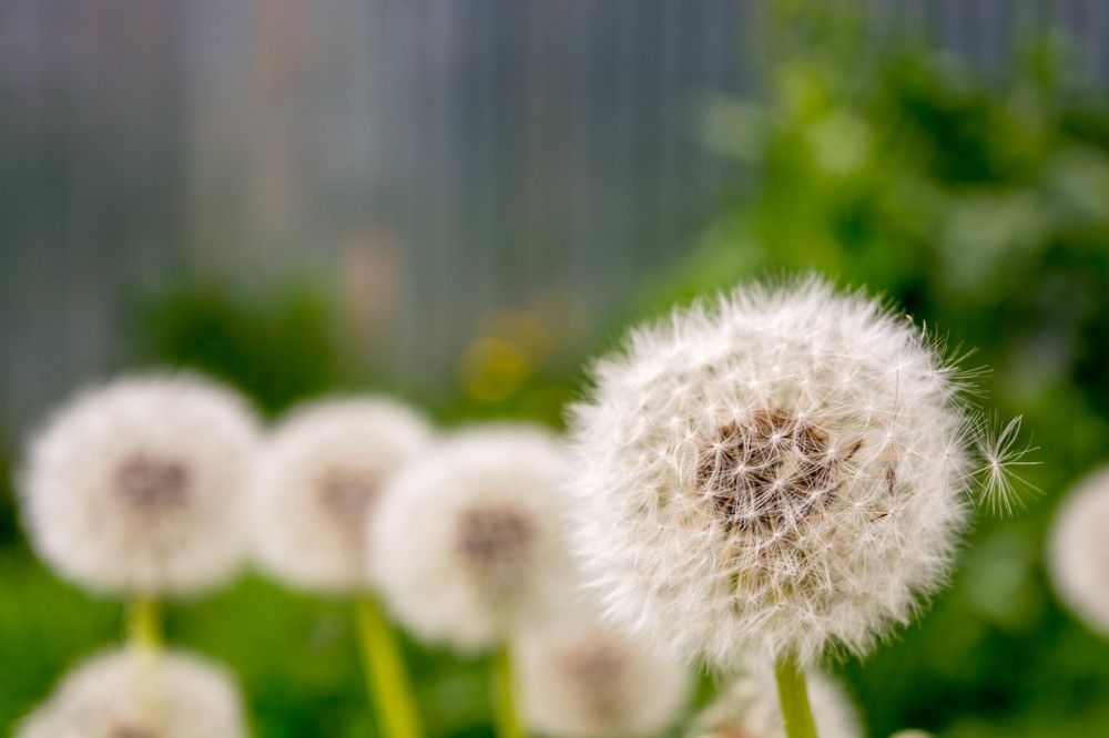 Fluffy dandelion