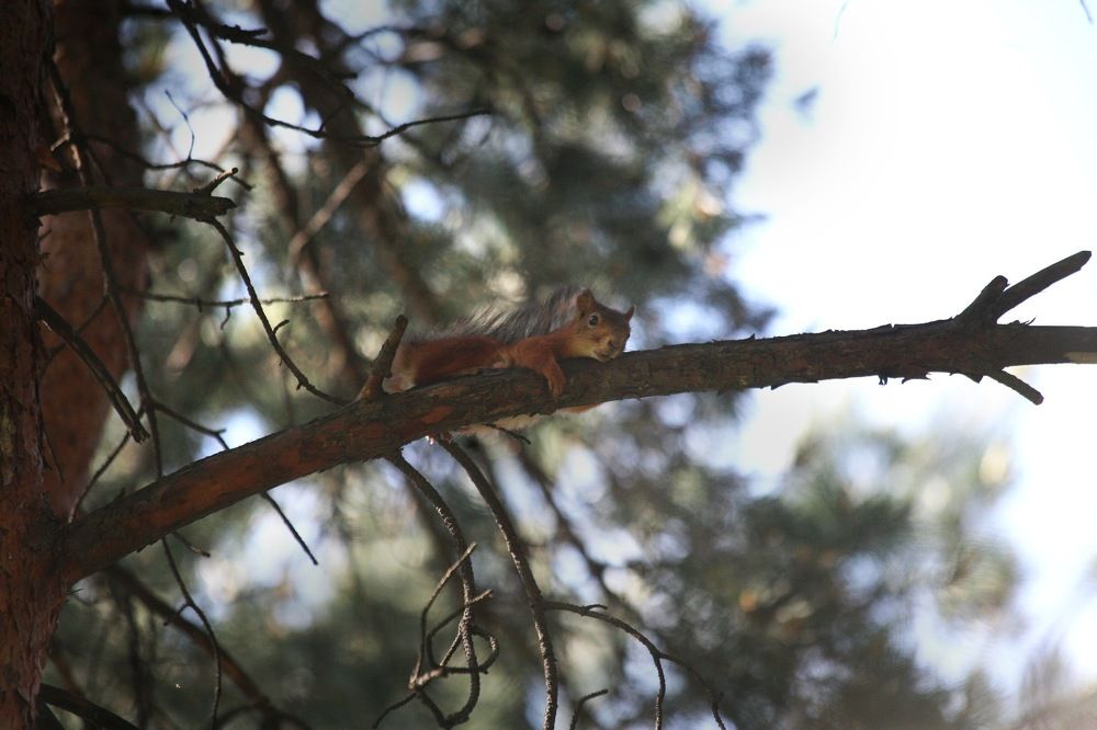 Рядовая белка на отдыхе после тяжелого трудового рабочего дня