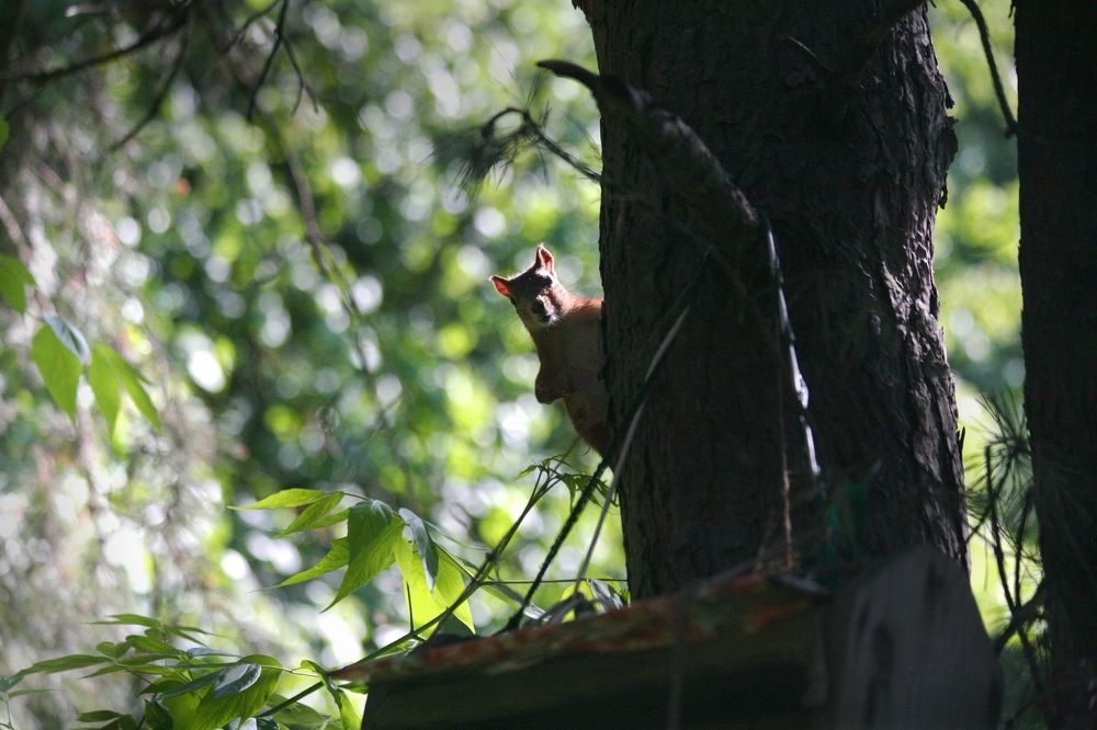 Кто там, в тени?