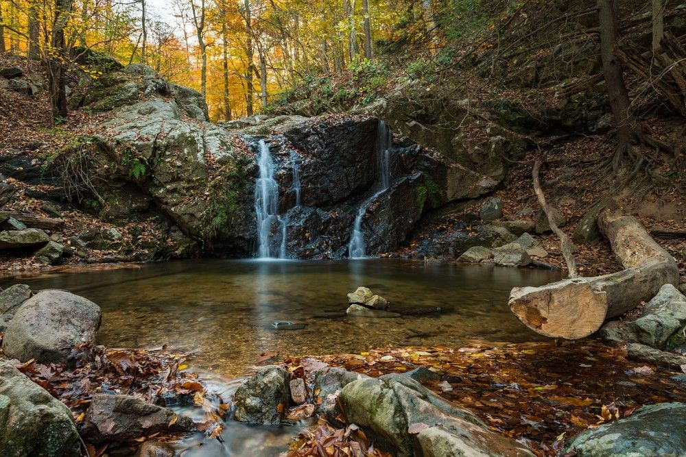 В старом парке