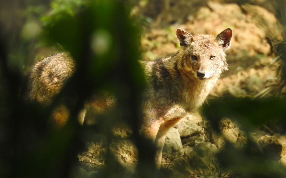 Camouflage of Jackal