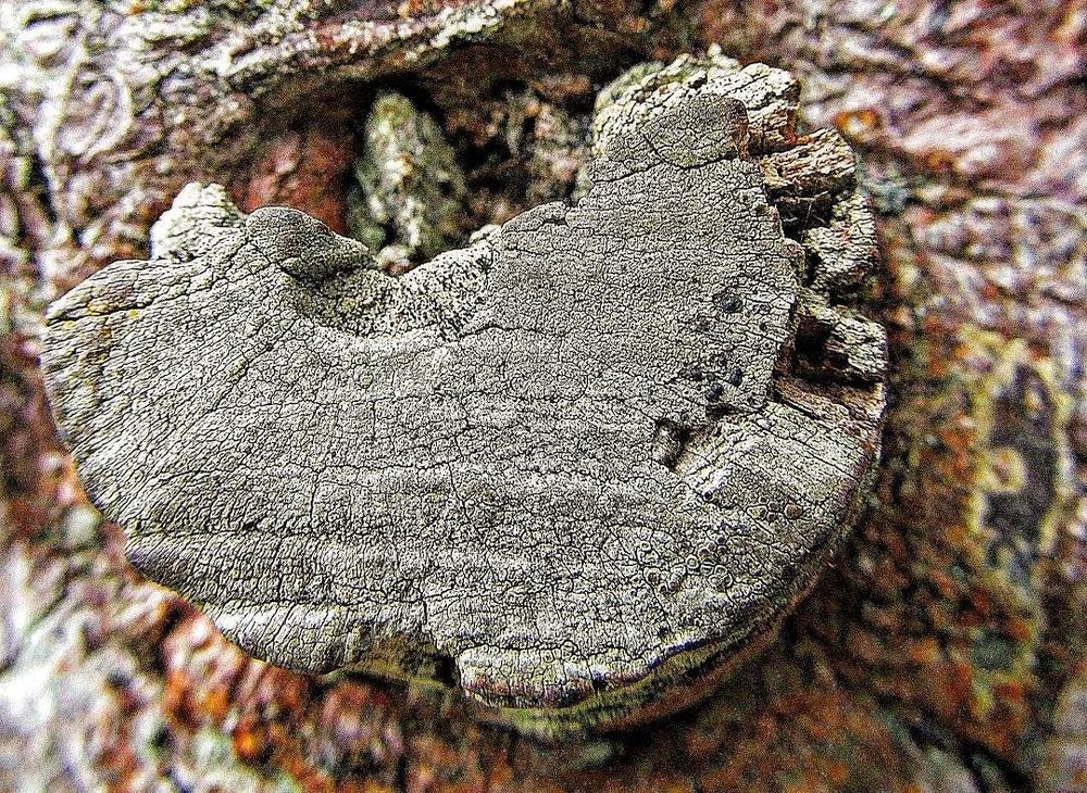 Detail - Detalle