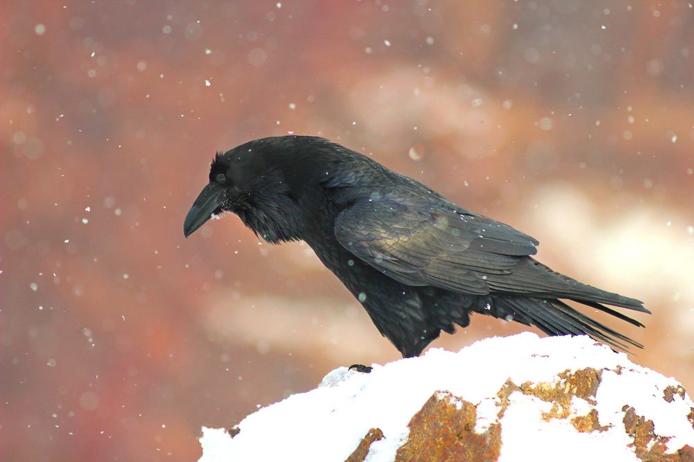 Ворон.(Corvus corax)