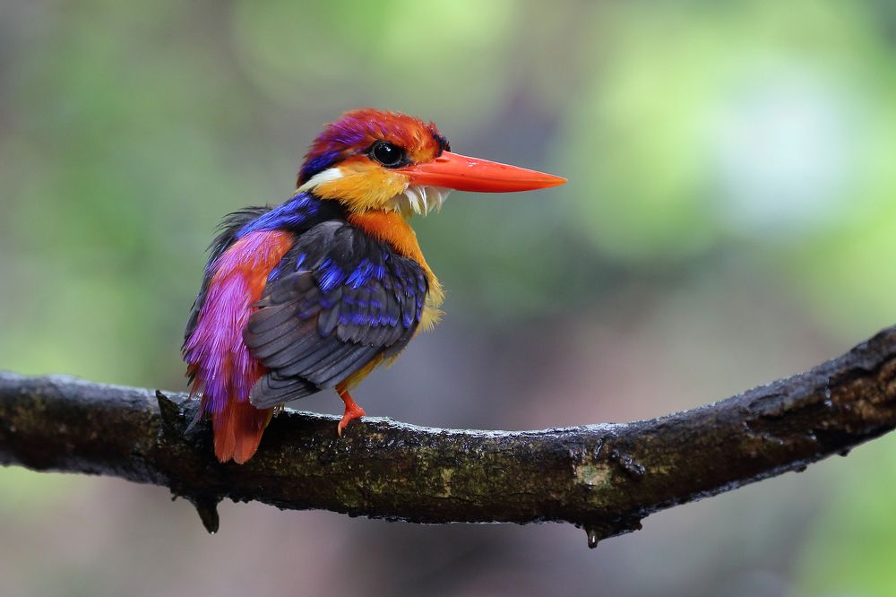 oriental dwarf kingfisher