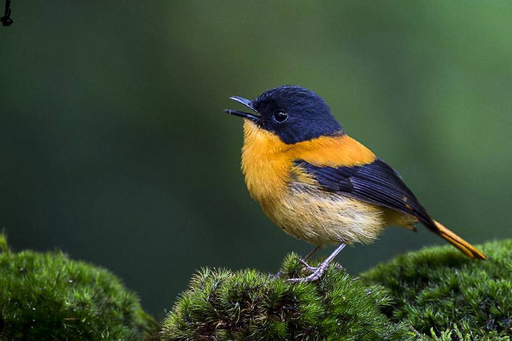 Black and Orange Flycatcher