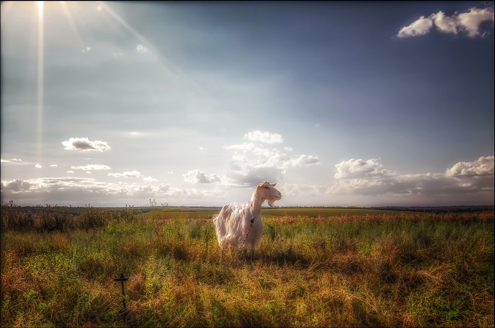 влюблённая коза