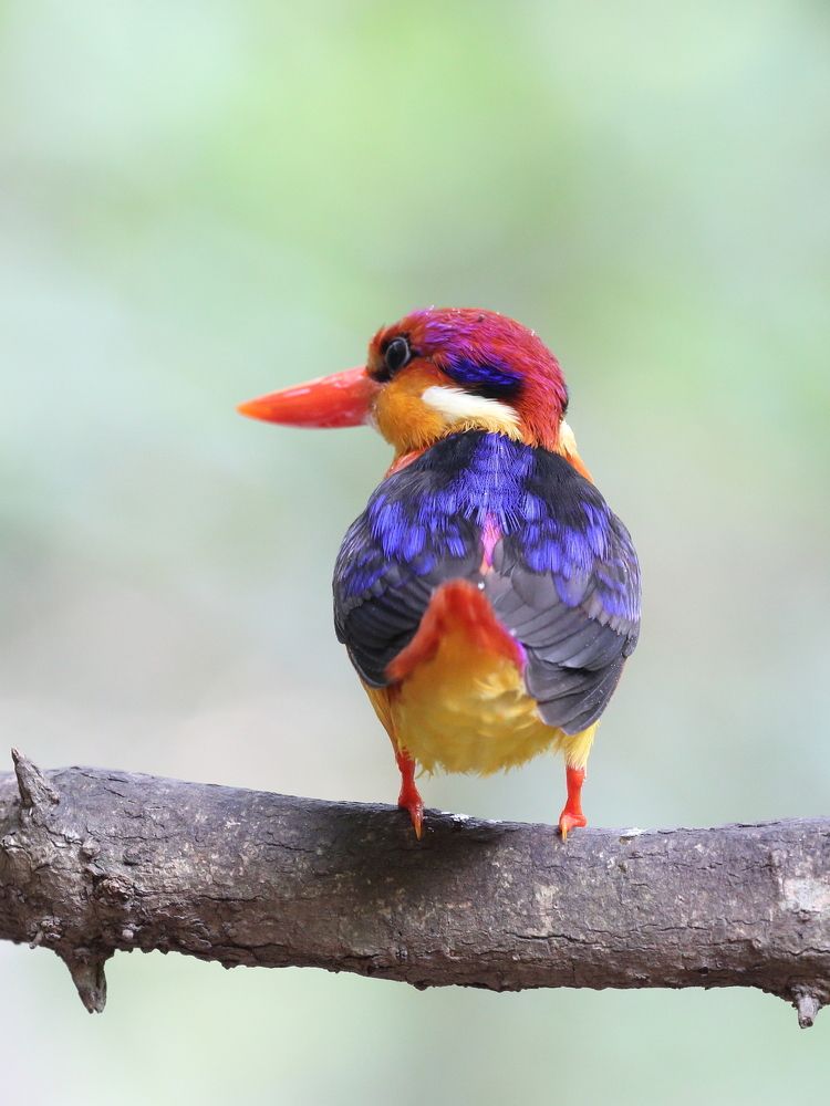 oriental dwarf kingfisher