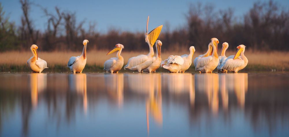 Pelicans