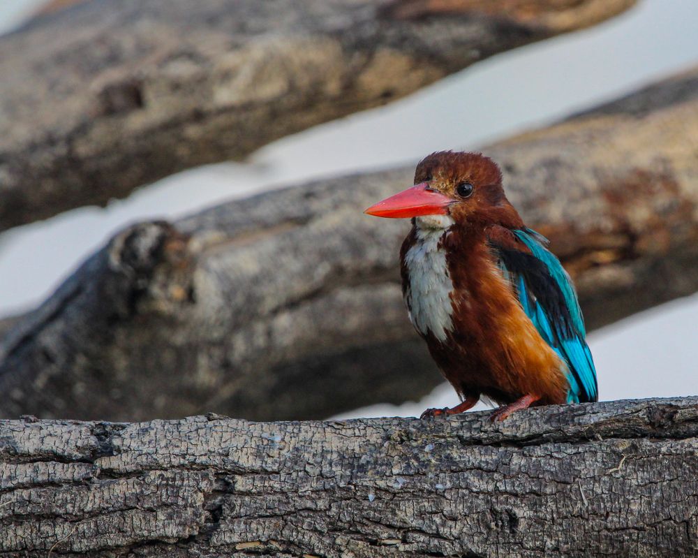 White throated kingfisher