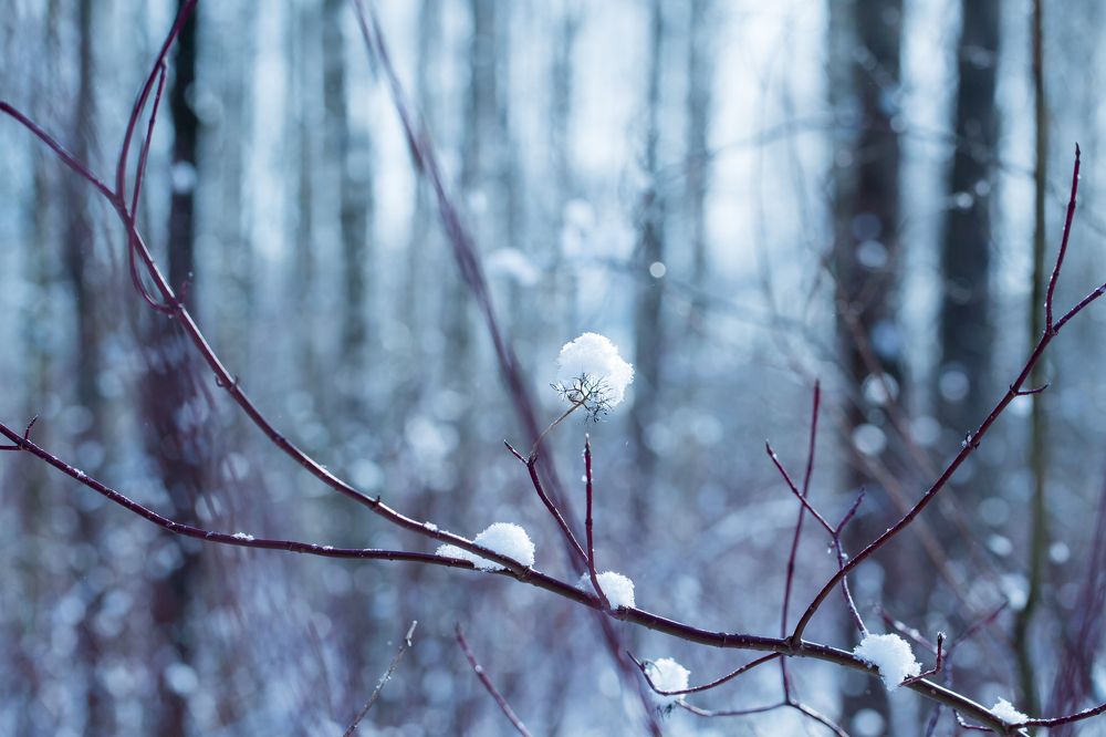Fairytale Forest