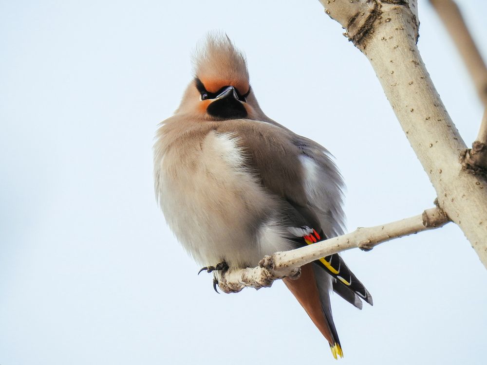 К нам прилетели свиристели