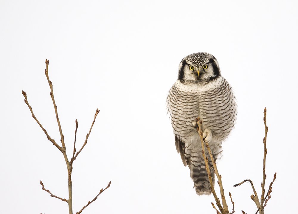 Ястребиная сова