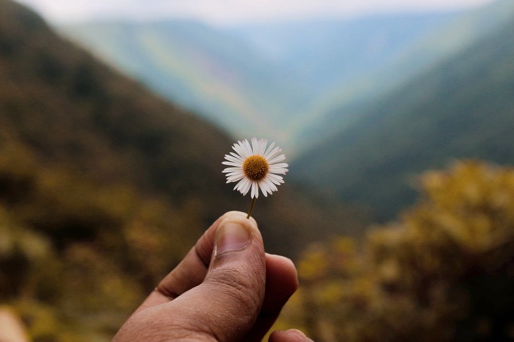Flower in the valley