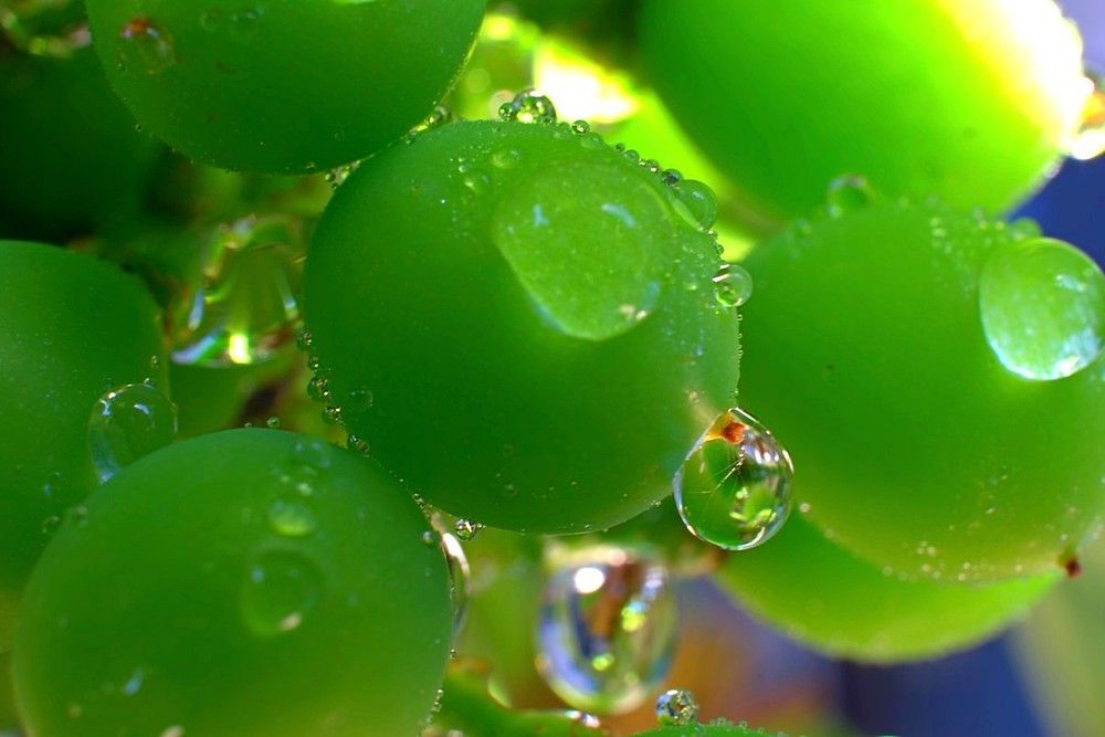 Будущее вино