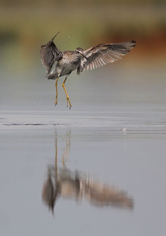 Фифи.(Tringa glareola)