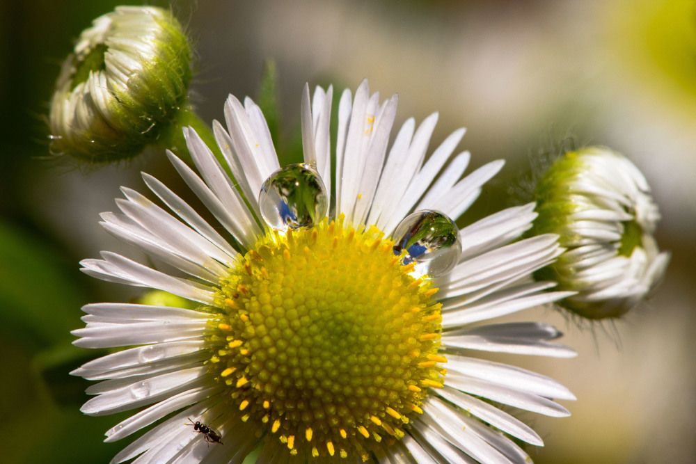 Капелька радости