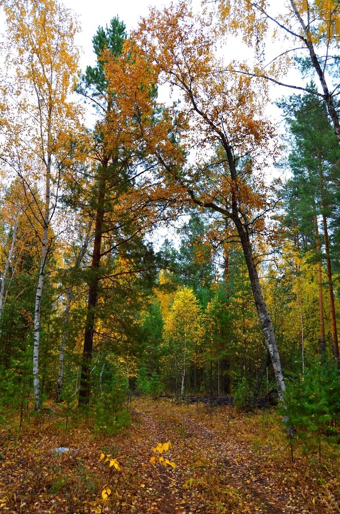 Леса Башкирии