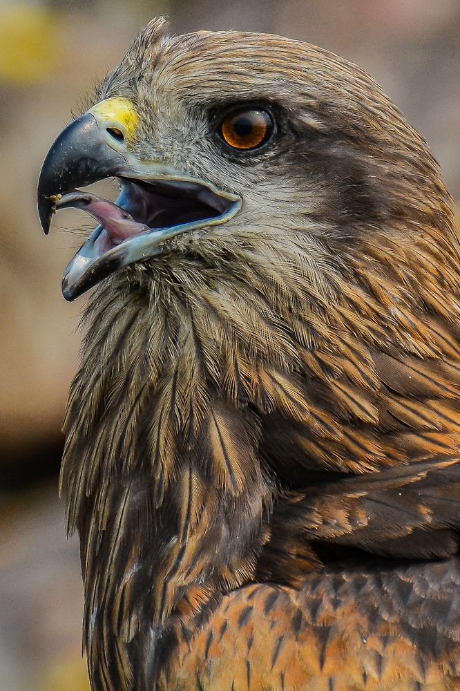 Portrait Of Black Kite